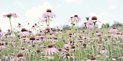 LD3404 - Field of Coneflowers - 18x9