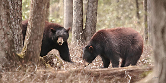 Lori Deiter LD3423 - LD3423 - Bear Sighting - 18x9 Photography, Bears, Brown Bears, Forest, Trees, Two Bears, Wildlife from Penny Lane