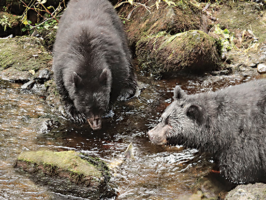 Lori Deiter LD3440 - LD3440 - Salmon Fishing I - 16x12 Photography, Bears, Fish, Salmon, Fishing, Creek, Rocks, Moss, Lodge from Penny Lane