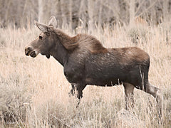 LD3444 - Don't Moose With Me - 16x12