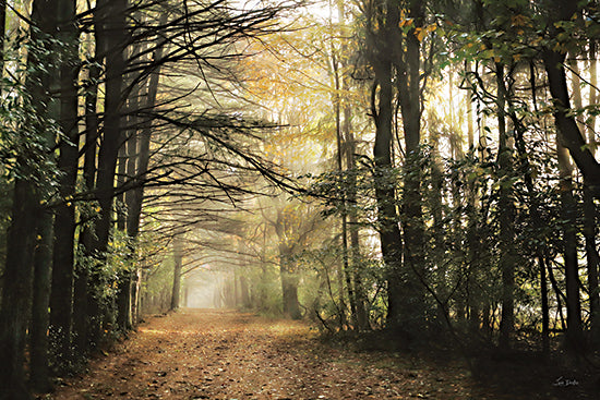 Lori Deiter LD3512 - LD3512 - Filtered Sunlight - 18x12 Photography, Forest, Path, Trees, Sunlight, Leaves, Landscape, Filtered Sunlight from Penny Lane