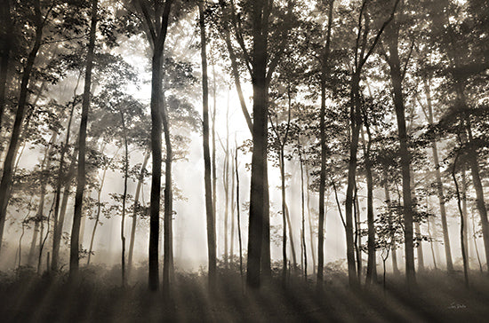 Lori Deiter LD3515 - LD3515 - Forest Illumination - 18x12 Photography, Forest, Trees, Black & White, Sunlight, Forest Illumination from Penny Lane