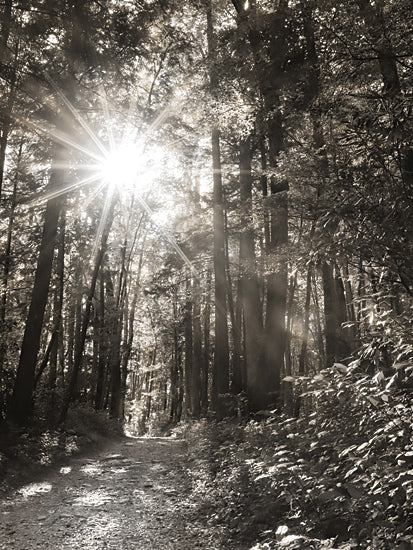 Lori Deiter LD3530 - LD3530 - Little Pigeon River Trail - 12x16 Photography, River Trail, Little Pigeon River Trail, Black & White, Trees, Sunlight, Path from Penny Lane