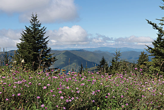 Lori Deiter LD3538 - LD3538 - View from Mt. Mitchell - 18x12 Photography, Landscape, Mountains, Mt. Mitchell, Wildflowers, Purple Wildflowers, Trees, Pine Trees, Clouds, Blue Sky from Penny Lane