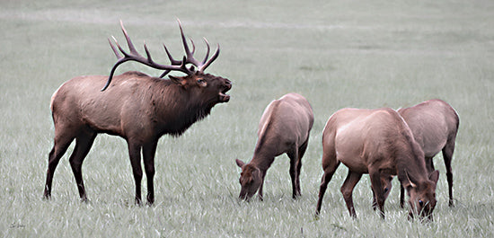 Lori Deiter LD3547 - LD3547 - Elk Call - 18x9 Photography, Elk, Mother and Babies, Calves, Grass, Grazing, Elk Call from Penny Lane