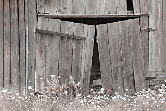 Lori Deiter LD3619 - LD3619 - Days Gone By - 18x12 Photography, Farm, Barn, Abandoned Barn, Wildflowers, White Wildflowers from Penny Lane