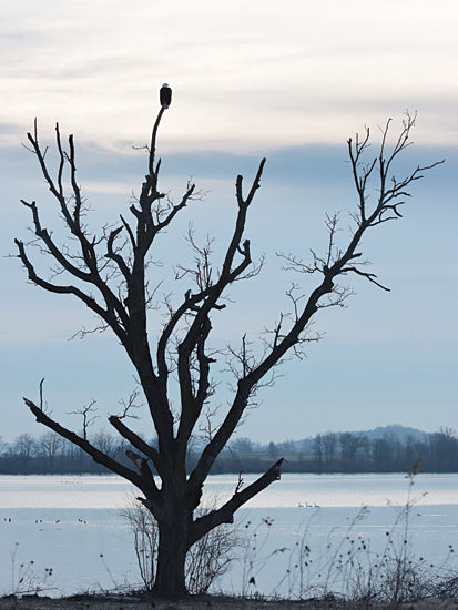 Lori Deiter LD3631 - LD3631 - Waiting and Watching - 12x16 bald eagle perched on bare tree, winter lake, blue sky, wildlife silhouette, serene cold landscape, minimalist nature, quiet shoreline, distant treeline, calm, outdoors from Penny Lane
