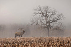 LD3695 - A Lone Elk - 18x12