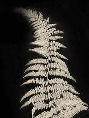 LD3735 - Forest Ferns II - 12x16