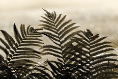 LD3737 - Golden Ferns I - 18x12