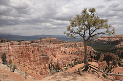 LD3779 - View of Bryce Canyon   - 18x12