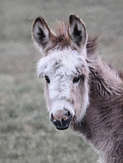 Lori Deiter LD3781 - LD3781 - Fuzzy Donkey - 12x16 baby donkey, close-up animal, fluffy donkey, farm animal portrait, cute foal, pastoral animal, fuzzy ears, gentle animal face from Penny Lane
