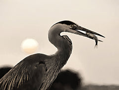 LD3809 - Catch of the Day - 16x12
