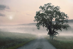LD3811 - Foggy Country Road - 18x12