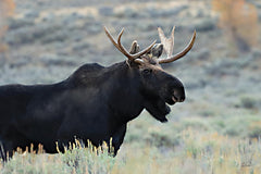 LD3851 - Moose on the Loose - 18x12