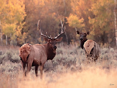 LD3854 - Elk Pair in Autumn - 16x12