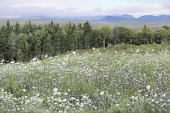 LD3951 - Mountain Wildflowers - 18x12