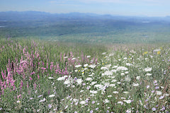 LD3953 - Hills of Wildflowers - 18x12