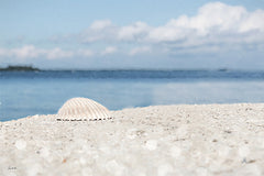 LD3955 - Sanibel Seashell - 18x12