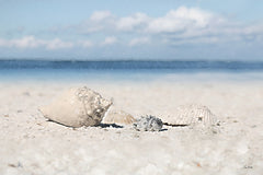 LD3956 - Sanibel Seashells - 18x12