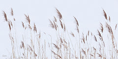 LD3992 - Reeds in the Wind - 18x9