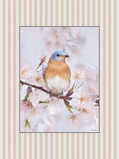 Lori Deiter LD4014 - LD4014 - Blooms and Birds Set V - 12x16 eastern bluebird, cherry blossom tree, spring bird, soft pastel colors, pink flowers, wildlife art, gentle light, nature photography, floral background from Penny Lane