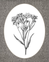 LET1380 - Vintage Botanical VI - 12x16