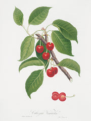 LET1557 - Ciliegia Visciola    - 12x16