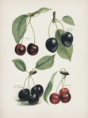 LET1558 - Vintage Fruit Print - Cherries    - 12x16