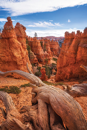 Martin Podt MPP1015 - MPP1015 - Canyon Weathered Wood - 12x18 Photography, Landscape, Bryce Canyon National Park, Canyons, Utah, Weathered Wood, Trees from Penny Lane