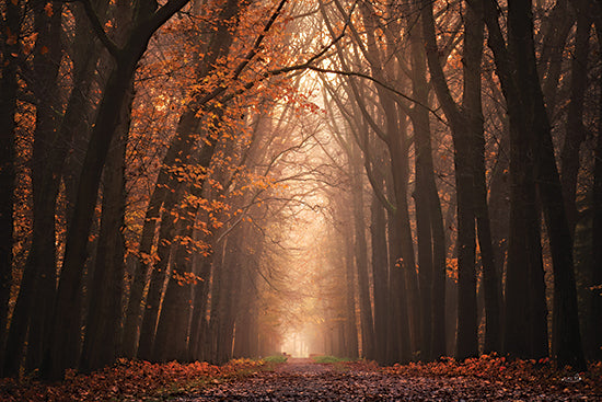 Martin Podt MPP1112 - MPP1112 - The Red Alley - 18x12 dark autumn forest, glowing woodland path, dramatic sun rays, orange fall foliage, moody landscape photography, enchanted woods, tree tunnel, atmospheric nature scene, rich seasonal color, mysterious trail, fine art photograph, warm backlight from Penny Lane