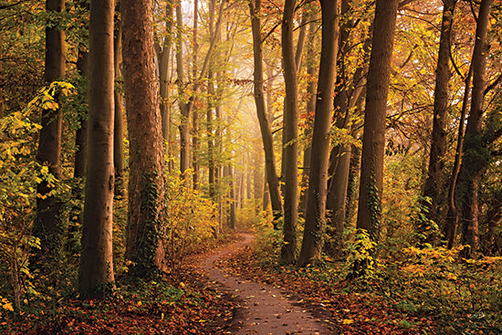 Martin Podt MPP1113 - MPP1113 - The World is Yellow - 18x12 sunlit autumn trail, golden forest path, warm fall foliage, woodland landscape photography, peaceful nature walk, glowing trees, seasonal outdoor scene, inviting pathway, soft morning light, scenic woods, fine art photograph, natural serenity from Penny Lane
