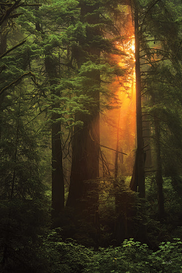 Martin Podt MPP1121 - MPP1121 - Woodland Magic - 12x18 forest sunbeam, dramatic light shaft, evergreen woods, glowing orange light, dense forest, moody woodland, mystical atmosphere, sunrise in trees, vertical forest scene, tranquil wilderness, lush greenery, nature photography, atmospheric light, enchanted forest, peaceful outdoors, shadow and light, woodland depth, scenic forest interior, meditative art, towering trees from Penny Lane