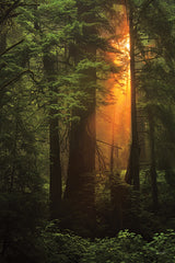 MPP1121 - Woodland Magic - 12x18