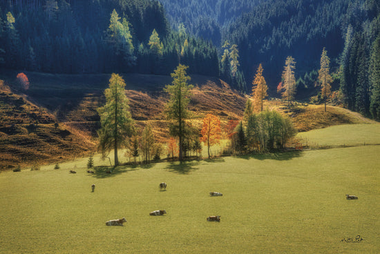 Martin Podt MPP1132 - MPP1132 - Peaceful Nature - 18x12 Photography, Landscape, Prairie, Cows, Hills, Trees, Grass from Penny Lane