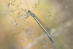 MPP1160 - Delicate Dance - 18x12