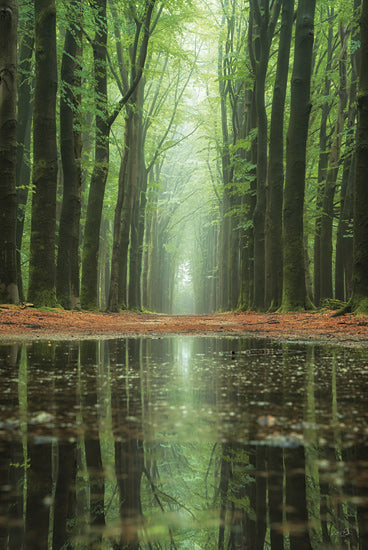 Martin Podt MPP1181 - MPP1181 - Reflecting Heights     - 12x18 forest reflection puddle, woodland pathway reflection, serene forest landscape from Penny Lane