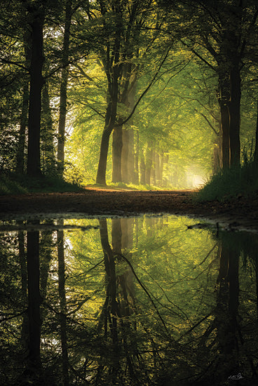 Martin Podt MPP1182 - MPP1182 - Clear Reflections      - 12x18 sun rays through forest, green woodland light beams, magical forest atmosphere from Penny Lane