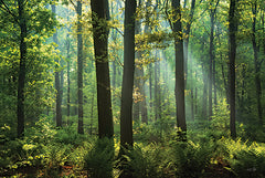 MPP1183 - Ferns in the Forest     - 18x12