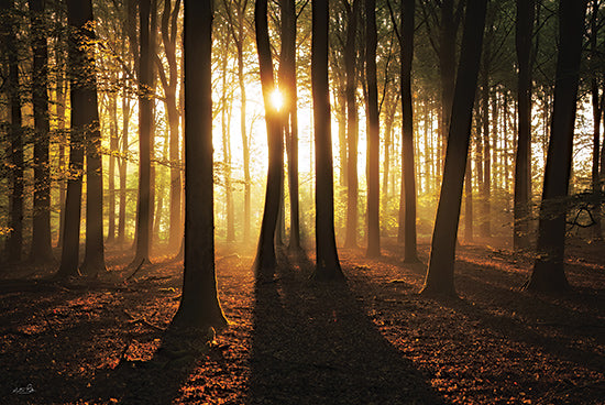 Martin Podt MPP1184 - MPP1184 - A Glimpse of Gold - 18x12 golden forest sunlight, autumn woodland glow, sun filtering through trees from Penny Lane