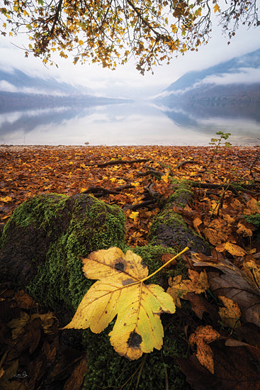 Martin Podt MPP1226 - MPP1226 - Golden Standout - 12x18 misty lakeshore, autumn leaves, yellow maple leaf, mossy rocks, calm lake, foggy mountains, shoreline in fall, reflective water, low angle nature view, overhanging branches, peaceful lakeside, damp forest floor, soft mist, tranquil autumn landscape, rustic natural beauty, atmospheric lake photography, seasonal foliage, quiet morning by the water, serene wilderness, leaf covered beach from Penny Lane