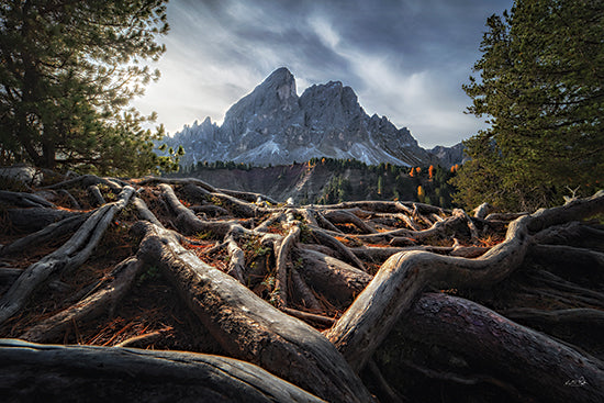 Martin Podt MPP1232 - MPP1232 - Rooted in the Mountains - 18x12 mountain peak with tree roots foreground, dramatic alpine scenery, rugged nature landscape from Penny Lane