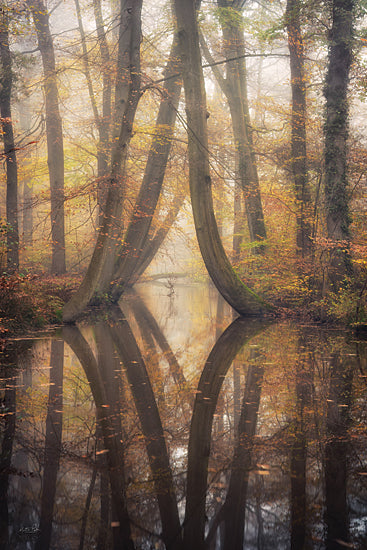Martin Podt MPP1233 - MPP1233 - Curved Reflections - 12x18 misty forest, reflection, trees, autumn colors, fog, tranquil, calm water, symmetry, nature landscape, photography, fall foliage, morning light from Penny Lane