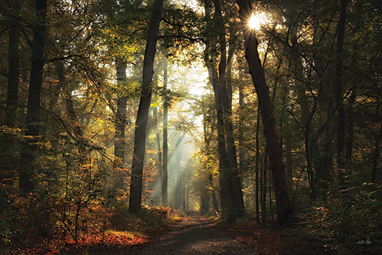 Martin Podt MPP1234 - MPP1234 - Sunlit Path - 18x12 golden forest sun rays, autumn woodland path, glowing sunlight through trees, warm nature scene from Penny Lane