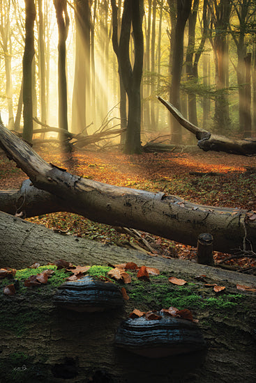 Martin Podt MPP1235 - MPP1235 - Forest Magic - 12x18 fallen logs forest floor, autumn leaves woodland, sun beams through trees, earthy nature scene from Penny Lane
