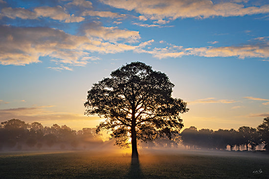 Martin Podt MPP1256 - MPP1256 - Quiet Beauty - 18x12 tree silhouette, sunrise, mist, open field, morning light, peaceful, nature, landscape photography, countryside, calm atmosphere from Penny Lane