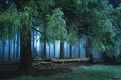 MPP1260 - Dark Forest - 18x12