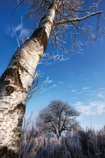 Martin Podt MPP1269 - MPP1269 - Hoarfrost Trees - 12x18 low angle birch tree, blue winter sky, frosted branches, white bark, crisp cold morning, upward tree view, winter meadow, icy heather, bright seasonal landscape, clean blue tones, serene nature photography, open countryside, elegant tree portrait, frozen details, fresh winter air, minimalist outdoor scene, sunlight on bark, tranquil field setting, woodland edge, fine art landscape photo from Penny Lane