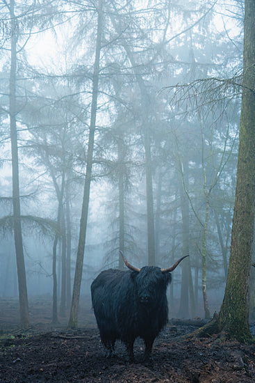 Martin Podt MPP1270 - MPP1270 - Moooo D - 12x18 animals, landscape, wildlife, trees, path, highland cow, forest, mist, fog, moody, photography, gray from Penny Lane