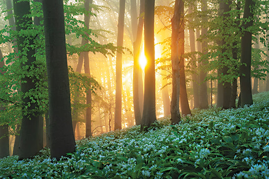 Martin Podt MPP1298 - MPP1298 - Wild Garlic Sunrise - 18x12 sunlight rays through forest trees, spring woodland flowers, green forest floor, morning light beams from Penny Lane
